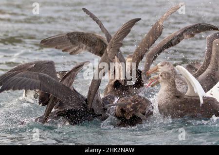 Südlicher Ozean, Südgeorgien, nördlicher Riesensturmläufer. Eine Gruppe von Riesensturmvögeln kämpft um die Überreste des Tötungsschlags der Leopardenrobbe. Stockfoto