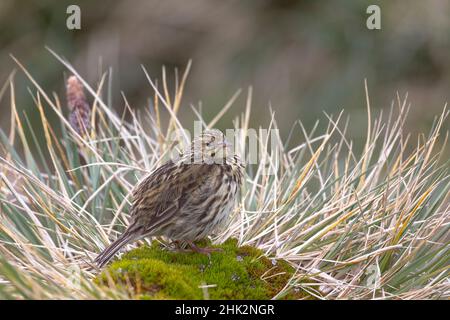 Südsee, Südgeorgien, Prion Island, Südgeorgien-Pipit, Anthus antarcticus. Porträt eines Südgeorgien-Pipits. Stockfoto