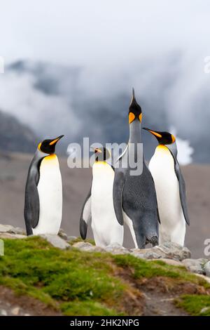 Südsee, Südgeorgien, St. Andrew's Bay. Vier Königspinguine stehen in einer Gruppe, während einer zeigt. Stockfoto