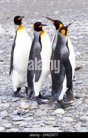 Südsee, Südgeorgien. Vier Königspinguine stehen als Auftakt zur Werbung zusammen. Stockfoto