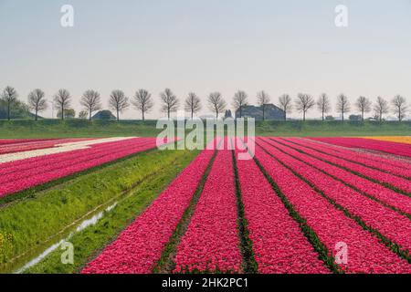 Europa, Niederlande. Tulip Field im Beemster-Gebiet. Stockfoto