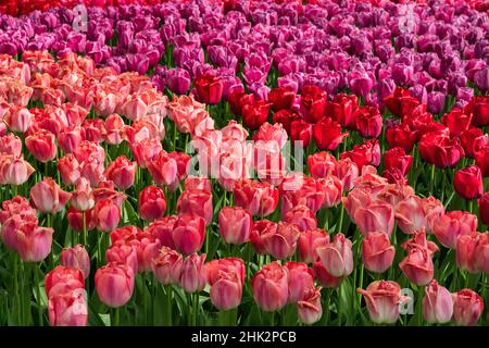 Europa, Niederlande, Lisse. Nahaufnahme von blühenden rosa Tulpen in den Keukenhof-Gärten. Stockfoto