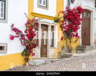 Portugal, Obidos. Dunkelrosa Bougainvillea Rebe wächst entlang der Seite des Eingangs eines Hauses in der ummauerten Stadt Obidos. Stockfoto