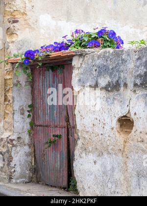 Portugal, Aveiro. Alte rote Metalltür mit leuchtend blauen und rosa Morning Glory Blütenrebe über. Stockfoto