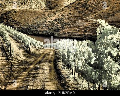 Portugal, Dourotal. Backcountry Straße durch die Weinberge Stockfoto