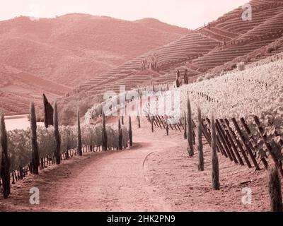 Portugal, Dourotal. Backcountry Straße durch die Weinberge Stockfoto