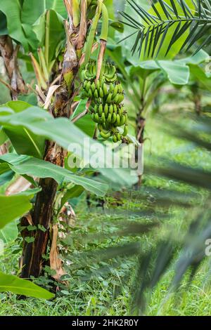 Naher Osten, Arabische Halbinsel, Oman, Ad Dakhiliyah, Nizwa. Bananen wachsen auf einem Baum in Nizwa, Oman. Stockfoto