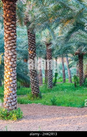 Naher Osten, Arabische Halbinsel, Oman, Ad Dakhiliyah, Nizwa. Palmen in Nizwa, Oman. Stockfoto