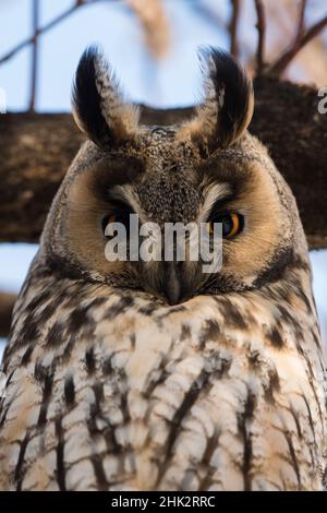 Langohreule (ASIO otus), Kikinda, Serbien. Stockfoto