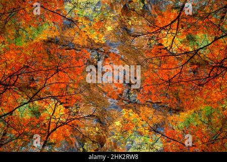 Herbstbaum abstrakt. Stockfoto