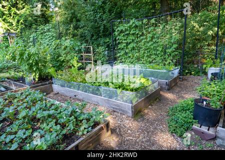 Erhöhte Gartenbeete in einem Gemeinschaftsgarten mit Erdbeeren, Chioggia-Rüben, Salat und Stabbohnen. (PR) Stockfoto