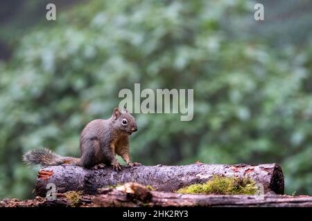 Douglas Eichhörnchen steht auf einem Baumstamm. Stockfoto