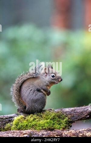 Douglas Eichhörnchen steht auf einem Baumstamm. Stockfoto