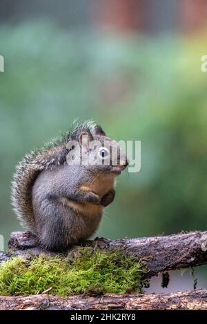 Douglas Eichhörnchen steht auf einem Baumstamm. Stockfoto