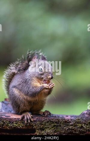 Douglas Eichhörnchen steht auf einem Holzstamm und frisst eine Erdnuss. Stockfoto