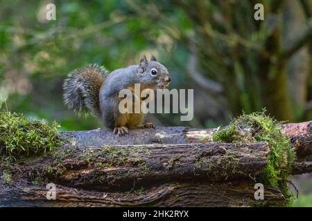 Douglas Squirrel singt auf einem moosbedeckten Baumstamm. Stockfoto