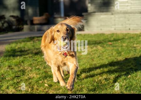 Zehn Wochen alter Red Golden Retriever Welpe. (PR) Stockfoto