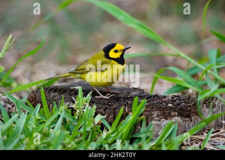 Kapuzenwaldsänger (Wilsonia citrina) thront Stockfoto