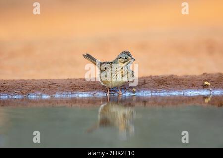 Lincoln's Sparrow (Melospiza lincolnii) trinkt Stockfoto