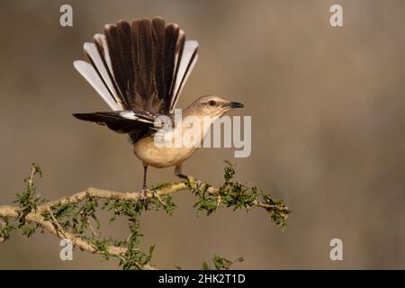 Nördliche Spottdrossel (Mimus Polyglottos) thront Stockfoto