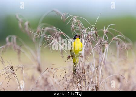 Gewöhnlicher Gelbkehlkopf (Geothlypis trichas), der in Prairie Marion County, Illinois, singt. Stockfoto