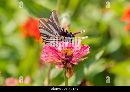 Zebra Swallowtail (Protographium marcellus) im Zinnia Union County, Illinois. Stockfoto