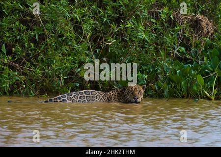 Ein jaguar, Panthera onca, im Fluss. Stockfoto