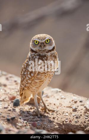 USA, Arizona. Eingrabende Eule aus nächster Nähe. Stockfoto