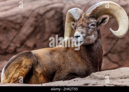 Desert Bighorn Schafe RAM im Arizona Sonoran Desert Museum in Tucson, Arizona, USA Stockfoto
