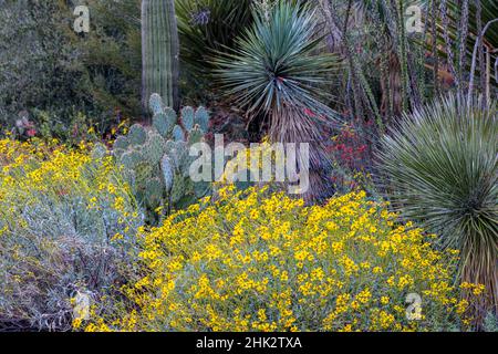 Wüstengärten mit Frühlingsblumen im Arizona Sonoran Desert Museum in Tucson, Arizona, USA Stockfoto