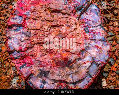 Rotes, blaues, orangefarbenes versteinertes Holz, Besucherzentrum, Petrified Forest National Park, Arizona Stockfoto