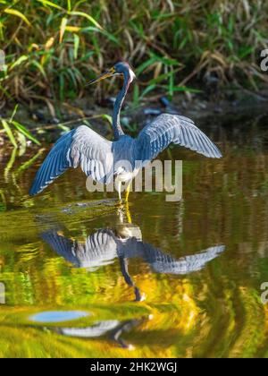 USA, Florida, Harasota, Myakka River State Park, Tricolored Heron Stockfoto