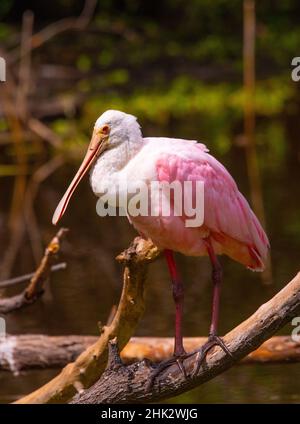 USA, Florida, sarasota, Myakka River State Park, hoch oben auf Roseate Spoonbill Stockfoto