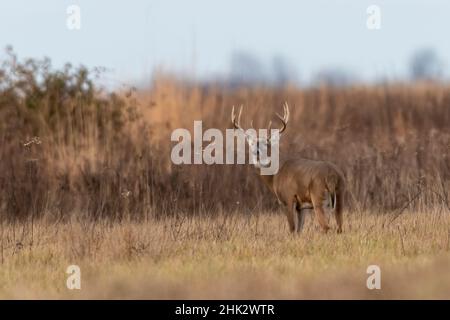 Weißschwanzhirsch (Odocoileus virginianus), Marion County, Illinois Stockfoto