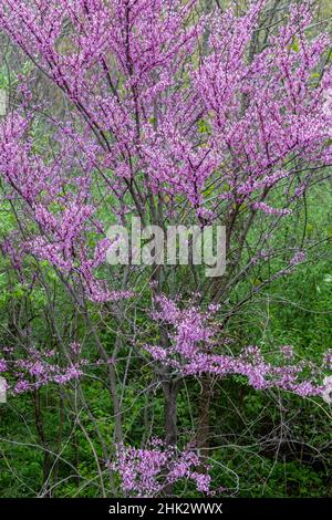 Redbud-Bäume blühen im Frühling, Marion County, Illinois Stockfoto