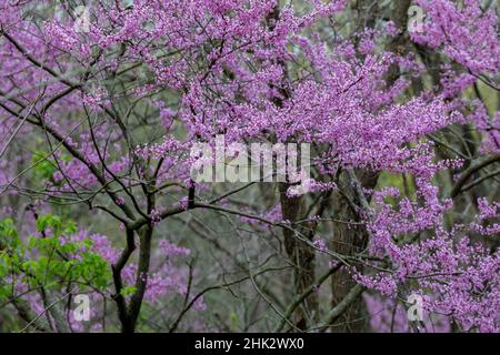 Redbud-Bäume blühen im Frühling, Marion County, Illinois Stockfoto