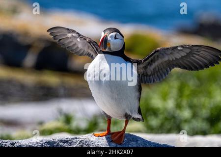 Atlantische Papageientaucher auf Machias Seal Island, Maine, USA Stockfoto