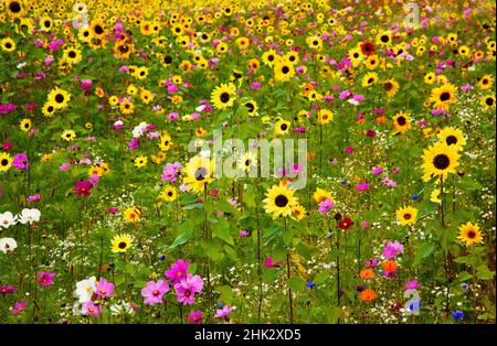 Der Meridian von USA, New Hampshire, wurde entlang der Interstate 95 mit Sonnenblumen und Kosmosblumen bepflanzt. Stockfoto