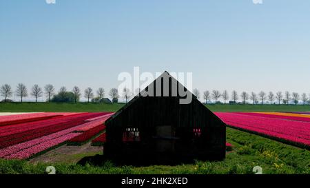 Europa, Niederlande. Tulip Field und Hütte in der Beemster Gegend. Stockfoto