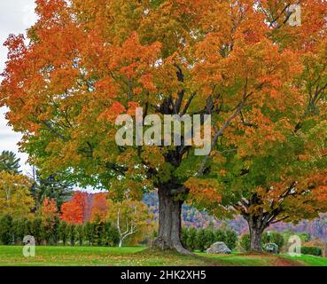 USA, New Hampshire, Fall colors with White Birch and Maple trees Stockfoto