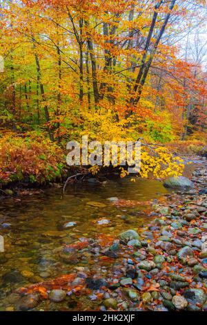 USA, New Hampshire Herbstfarben auf Ahorn, Buchenbäume am Flussufer Stockfoto