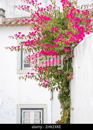 Portugal, Obidos. Die rosafarbene Bougainvillea-Rebe wächst über einer weißen Mauer in der ummauerten Stadt Obidos. Stockfoto