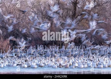 USA, New Mexico, Bernardo Wildlife Management Area. Schneegänse und Sandhügelkrane bei Sonnenuntergang. Stockfoto