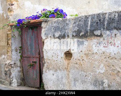 Portugal, Aveiro. Alte rote Metalltür mit leuchtend blauen und rosa Morning Glory Blütenrebe über. Stockfoto