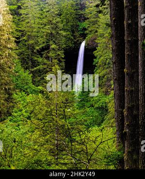 USA, Oregon, Silver Falls State Park, North fällt Stockfoto