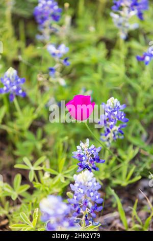 Llano, Texas, USA. Bluebonnet und Winecup Wildblumen im Texas Hill Country. Stockfoto