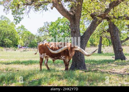 Marble Falls, Texas, USA. Longhorn-Rinder im Texas Hill Country. Stockfoto