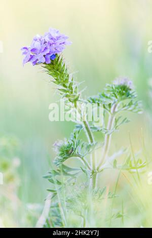 Lampasas, Texas, USA. Die Wildblumen der Firma „die Verbena“ befinden sich im Texas Hill Country. Stockfoto