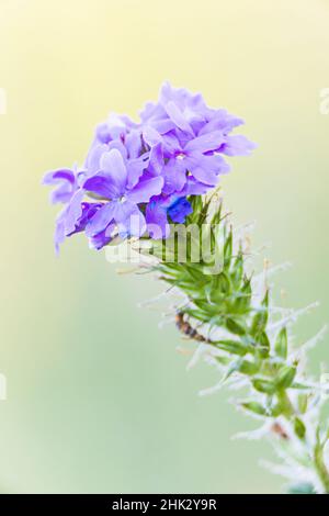 Lampasas, Texas, USA. Die Wildblumen der Firma „die Verbena“ befinden sich im Texas Hill Country. Stockfoto