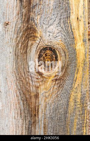 Latah, Staat Washington, USA. Knoten in verwittertem Holz auf einer alten Scheune. Stockfoto